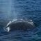 Whale in the Massachusetts Bay