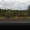 Plantação de pinus