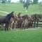 Rancho Salero Velho