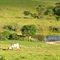 Paisagem rural em Ouro Fino - MG