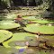 MARAVILHAS DA AMAZÔNIA