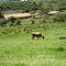 Sitio Aninha / Caetano Preto