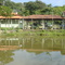 Fazenda Pereira Vitória = Lago c/ Peixe