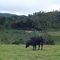Sítio São Pedro, Tavares - MG