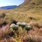 chapada diamantina flores