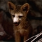 Raposa filhote (Pseudalopex vetulus) South american fox