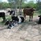 Gado em fazenda - Pesqueira - PE