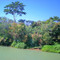 6- Sao Francisco River, margin, Diferent Trees, Colours, Brasil