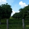 PLANTACAO DE MANGAS