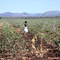 85.セルトンにおける綿花栽培　Cotton plantation in Sertão, Paraíba 1981