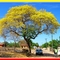 Ipê Amarelo
