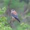 Falcão Quiriquiri (Falco sparverius), também conhecido por Falcão-Americano, Gavião-Mirim, Gavião-rapina, e Gaviãozinho