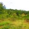 Caatinga em época chuvosa, a vida brota no chão pedregoso