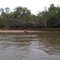 Anta no Rio Piquiri-MS