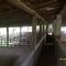 A seva por dentro - Fazenda do atalho.
