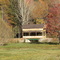 Covered Bridge Wolf Laurel