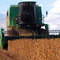 Colheita de Soja -2008