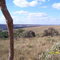 Cerrado de Pratinha - MG