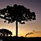 Araucária Simbolo do Paraná.