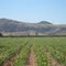 Cana e Vale - Sugarcane field