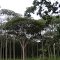Mandiocões do Cerrado