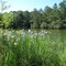 pond at Port Hudson