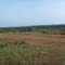 clareira, proxima a floresta de eucalipto