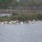 patos