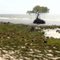 Árvore solitária na praia de Araruna