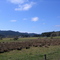 Pasture near Crow