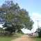 Pé de Jatobá no Povoado Boquinha - Zona Rural de Teresina - Piauí
