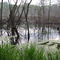Swampness