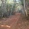 Estrada na Mata da Acauã