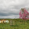 Árvore na estrada