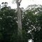 árvore da pré amazonia em jamary