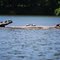 Turtles sunbathing