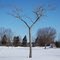 The "Y" tree