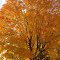 Golden Autumn Maples in Green Lane, Pennsylvania - USA
