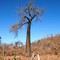 BARRIGUDA ÁRVORE TIPICA DA CAATINGA