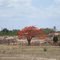 Natureza: Pé de Flamboyant Vermelho (raridade na região) numa comunidade próximo à cidade de Assu no Rio Grande do Norte
