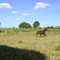 HARAS JBNETTO