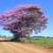 Paineira, Palestina - Uberaba MG.