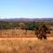 Bioma Cerrado. A savana brasileira