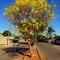 Ipê amarelo florindo pela 1ª vez