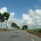 Árvores à beira da estrada / Trees by the roadside