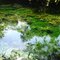 Peixes sainda na Foto Baía Bonita em Bonito MS