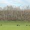 Pasture in front of Tornado Ravaged Ridge