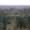 Plantação de sisal (agave sisalana)