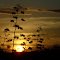Flechas (hastes ou inflorescências) de sisal e o por do sol.