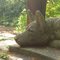 Dog Statue -  Groton Woods Park - MA